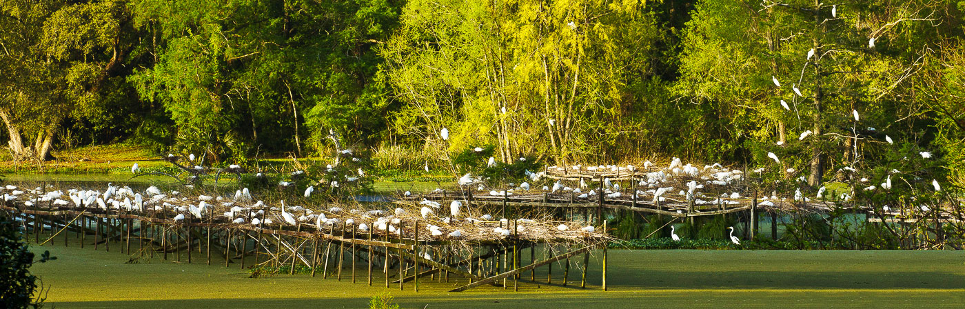 Avery Island Birds